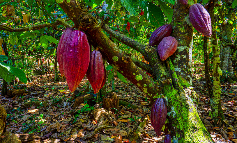 ASN Bahia - Agência Sebrae de Notícias