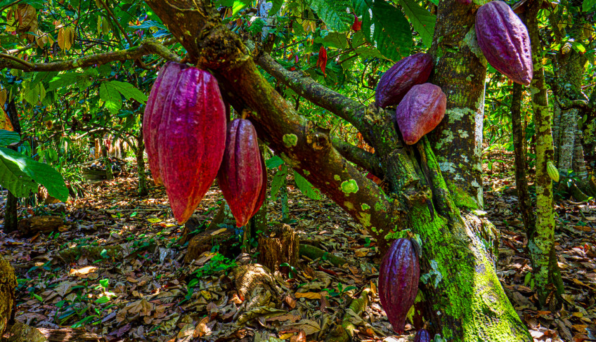ASN Bahia - Agência Sebrae de Notícias