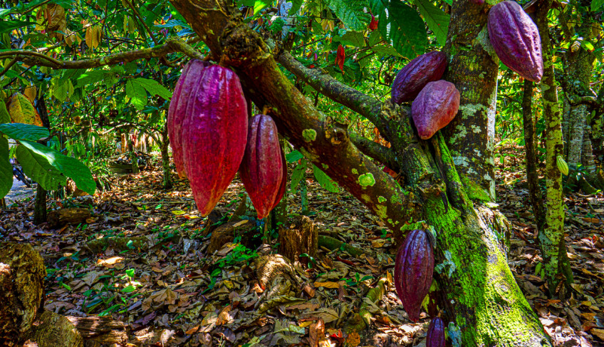 ASN Bahia - Agência Sebrae de Notícias