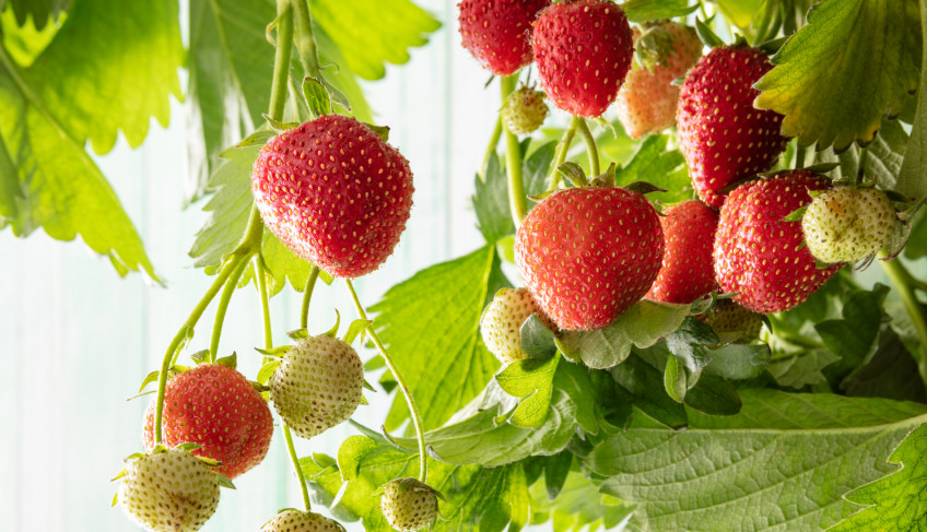 ASN Bahia - Agência Sebrae de Notícias