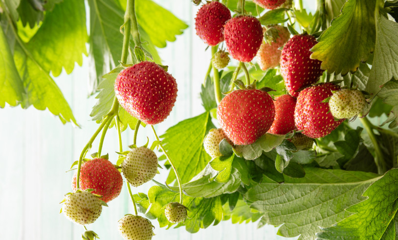 ASN Bahia - Agência Sebrae de Notícias