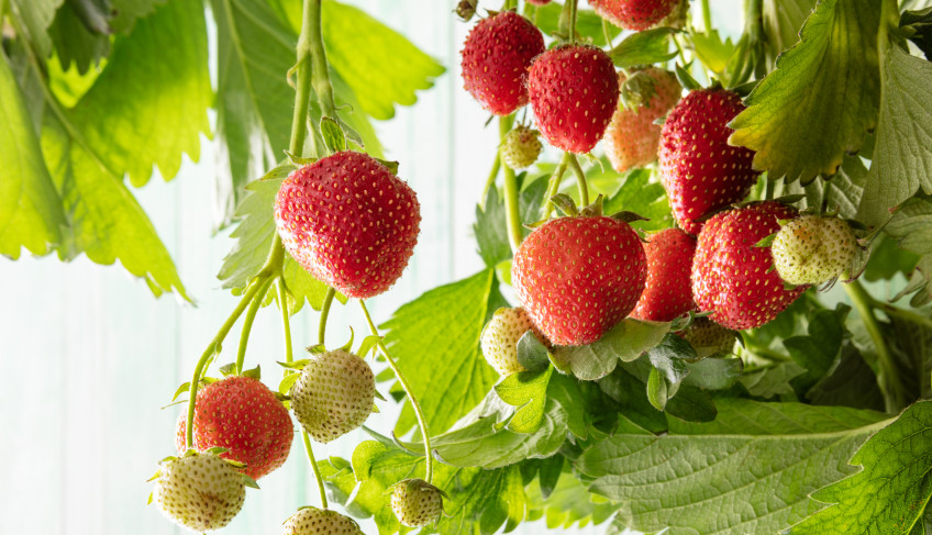 ASN Bahia - Agência Sebrae de Notícias