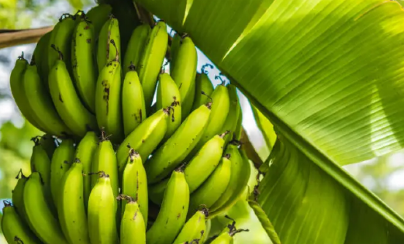 ASN Bahia - Agência Sebrae de Notícias