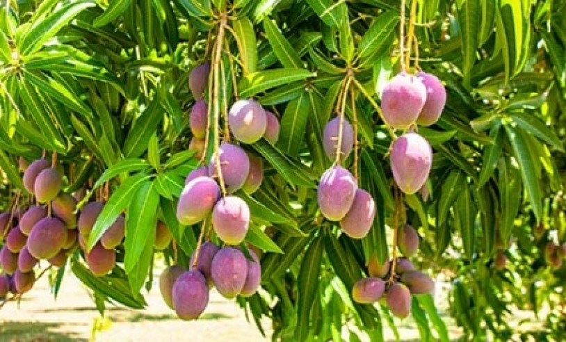 ASN Bahia - Agência Sebrae de Notícias