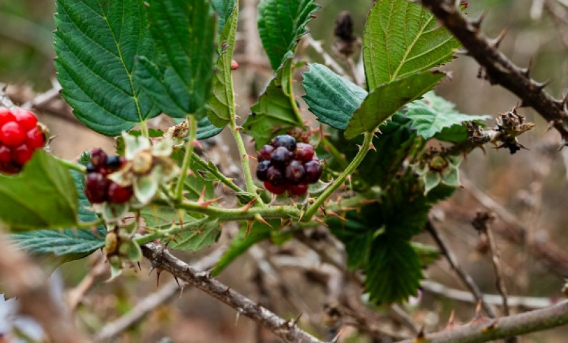 ASN Bahia - Agência Sebrae de Notícias