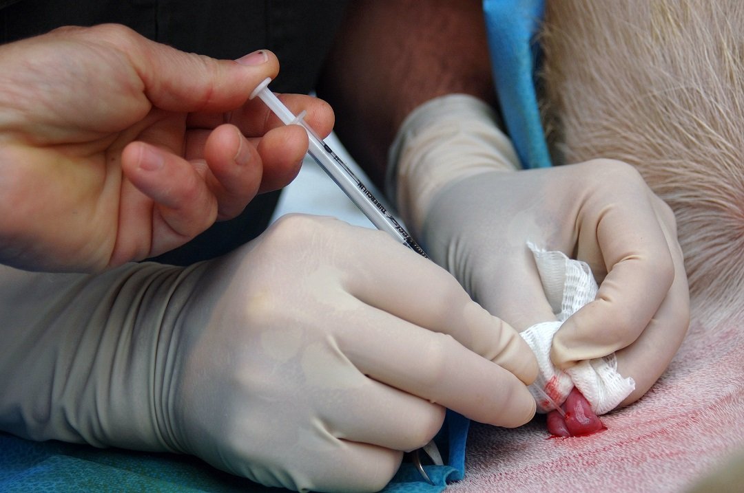 Fertiliza&ccedil;&atilde;o In Vitro ser&aacute; realizada em ra&ccedil;as leiteiras nacionalmente conhecidas pela alta produ&ccedil;&atilde;o